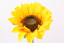 Artificial Sunflower Isolated On White Background