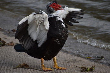 Wall Mural - Muscovy Duck Flaps Wings