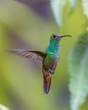 Rufous-tailed hummingbird - 7165 