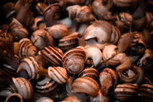 Snails For Sale At A Market In Fes, Morocco