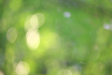 Bokeh green nature, Subtle background in abstract style for graphic design