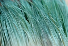 Aqua Menthe Blue Green Macro Texture Of Painter's Brush Disheveled, Tousled Fibers.