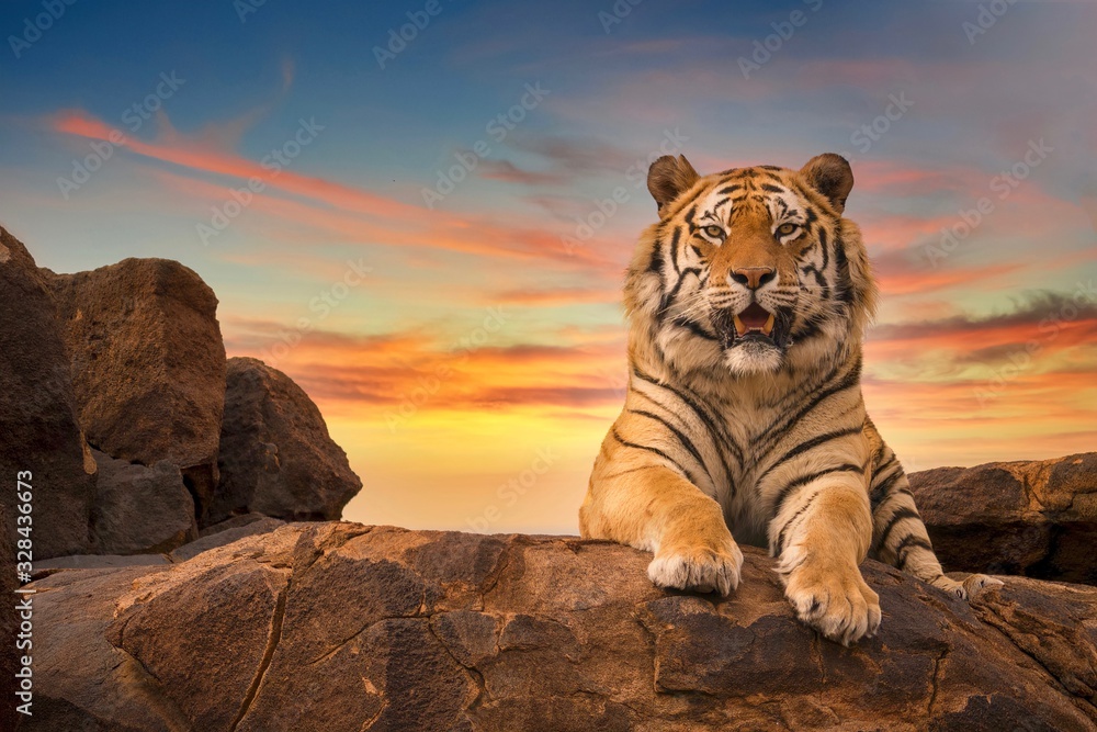 A solitary adult Bengal tiger (Panthera tigris) looking at the camera from the top of a rocky hill, with a beautiful sunset sky in the background. - obrazy, fototapety, plakaty 