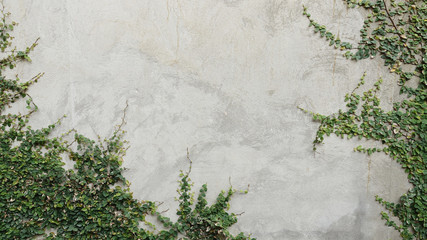 Ivy growing on a concrete wall background