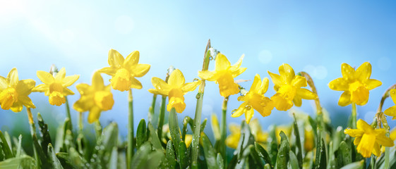 Fotomurales - Yellow Daffodil Flowers