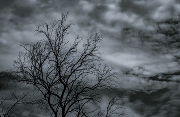 Wall Mural - Silhouette dead tree on dark dramatic sky and white clouds background for death and peace. Halloween day background. Despair and hopeless concept. Sad of nature. Death and sad emotion background.