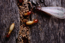 Macro Shot Of Termite Insects