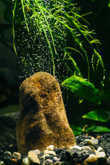 Wall Mural - Airing big stone in aquarium with bubbles.