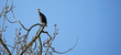 Double-crested cormorant perched in tree
