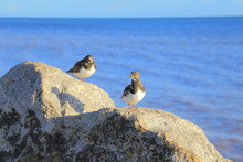 Turnstone Birds Perching On The Rock Near The Sea In Devon