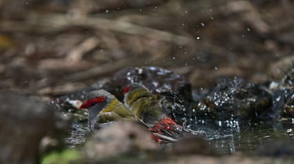 A pair of red browed finches bathing