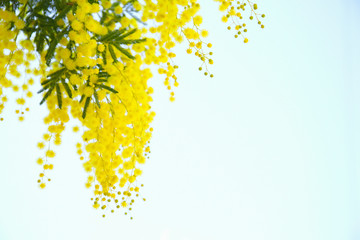 Wall Mural - blooming mimosa tree and blue sky. seasonal floral background