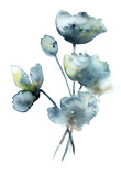 Fototapeta Lawenda - Watercolor flowers and buds. Watercolor abstraction