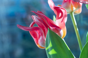 Canvas Print - Bouquet of red tulip flowers