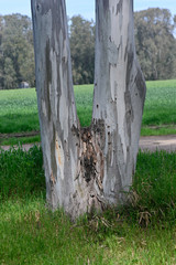 bifurcated eucalyptus tree trunk