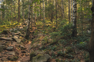 Wall Mural - soft color moody sunny rocky mountain birch forest landscape scenic view nature peaceful environment