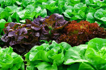 close up of Rows of fresh lettuce plants, ready to be harvested. crops (lettuce plants), including mixed green, red, purple varieties, grow in rows