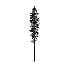 Silhouette Of Tall Skinny Pine Tree. Hand Made.