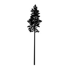 Silhouette Of Skinny Pine Tree. Hand Made.