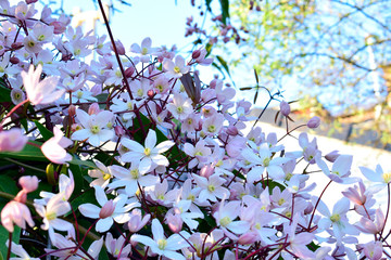 Wall Mural - Clematis armandii 'Apple blossom', pink flowers, green leaves and nature background, chlorophyll with sunshine, good weather at spring or summer season.