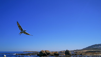 Cape Gulls (seagull) Flying over sea