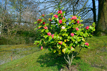 Wall Mural - Soft focus of Camellia japonica 'Chandleri Elegans' flower with green leaves under sunlight and sun reflection in the garden on blurred natural background at spring or summer season. Nature concept.