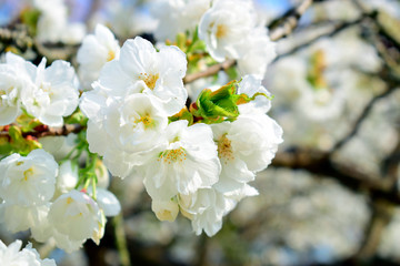 Wall Mural - Beautiful of white flowers cherry blossom or sakura blooming with blue sky background in the garden at spring or summer season.