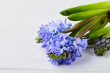 Blooming blue hyacinth flower on a white wooden background, close up.  