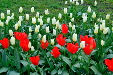 Wall Mural - Red and white tulips flowers with green leaves in the park outdoor.  Beautiful spring blossom under sunlight in the garden with green grass background at spring or summer season. Nature concept.