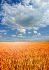 Wall Mural - Wheat field against a blue sky