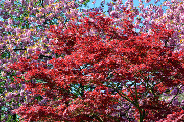 Wall Mural - Beautiful of red maple leaves or japanese maple tree in the garden in sunny day and good weather at spring or summer season. Nature concept. Selective focus.