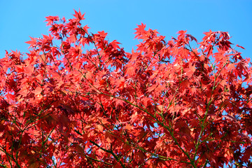 Wall Mural - Beautiful of red maple leaves or japanese maple tree in the garden in sunny day and good weather at spring or summer season. Nature concept. Selective focus.