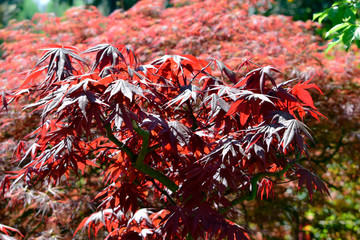 Wall Mural - Beautiful of red maple leaves or japanese maple tree in the garden in sunny day and good weather at spring or summer season. Nature concept. Selective focus.