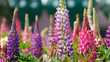 Lupinus, lupin, lupine field with pink, purple and blue flowers. Bunch of lupines summer flower background.