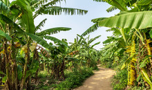 Banana Plantation Organic Crop. Rural Landscape Banana Palm Field.