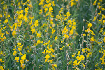  Sunn hemp flower Rape beautiful yellow flowers.
