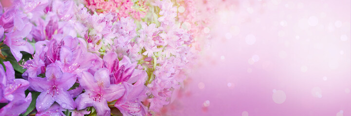 Wall Mural - Spring abstract diffuse background with pink sky and branches of blooming flowers