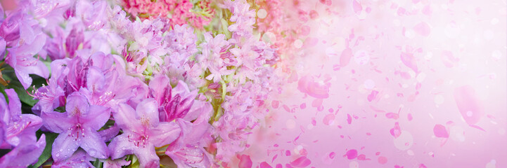 Wall Mural - Spring abstract diffuse background with pink sky and branches of blooming flowers