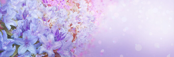 Wall Mural - Spring abstract diffuse background with pink sky and branches of blooming flowers