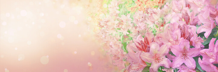 Wall Mural - Spring abstract diffuse background with pink sky and branches of blooming flowers