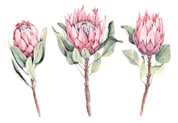 Hand-drawn watercolor protea. Three pink flowers isolated on white background for your design