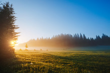 Fantastic Misty Pasture In The Sunlight. Locations Place Durmitor National Park, Montenegro.