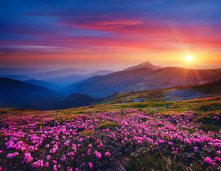 Fotobehang - Charming pink flower rhododendrons at magical sunset. Location Carpathian mountain, Ukraine.