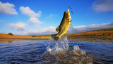 Big Bass Large mouth - Fishing
