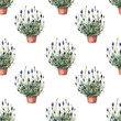 lavender in a flower pot pattern seamless twig plants flora spring frame postcard watercolor purple lilac aromatherapy flowers on a white background