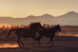 Fototapeta Konie - Fun of horses