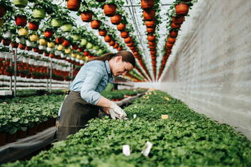 Happy and positive young adult woman working in greenhouse and enjoying in beautiful flowers.