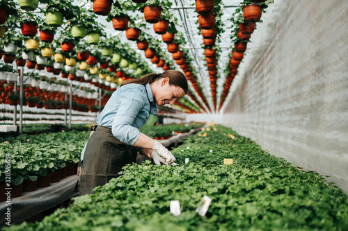 Photographie Happy and positive young adult woman working in greenhouse and enjoying in beautiful flowers