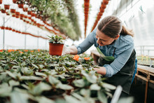 Happy And Positive Young Adult Woman Working In Greenhouse And Enjoying In Beautiful Flowers.