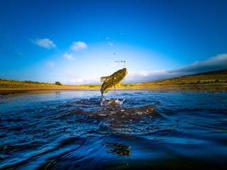 Wall Mural - Bass Fishing on lake